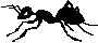 ant.jpg (1643 bytes)