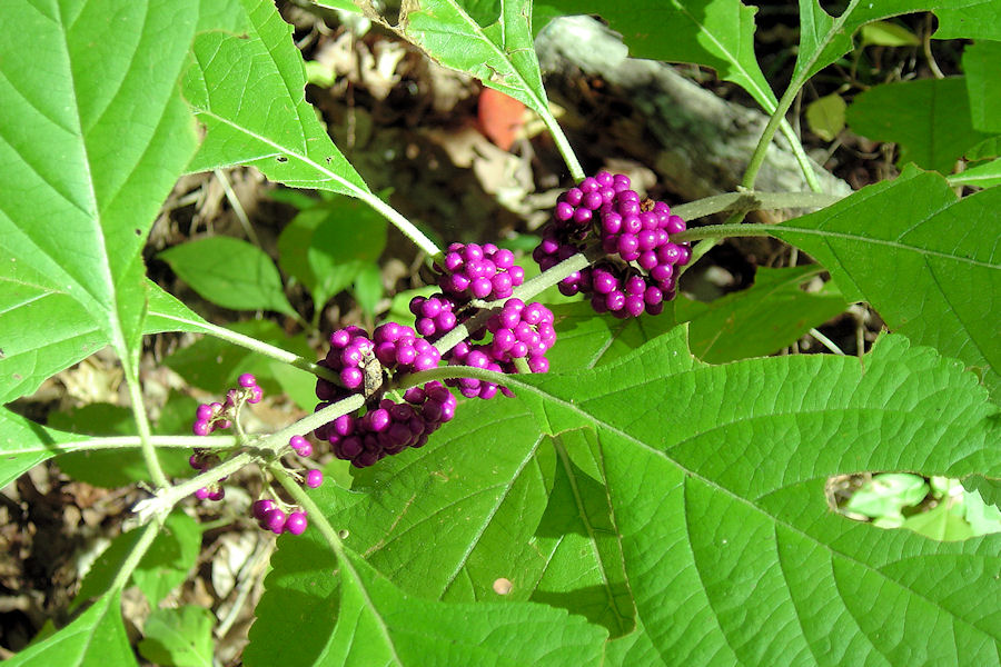 Wildlife food is abundant at Caddo Lake State Park