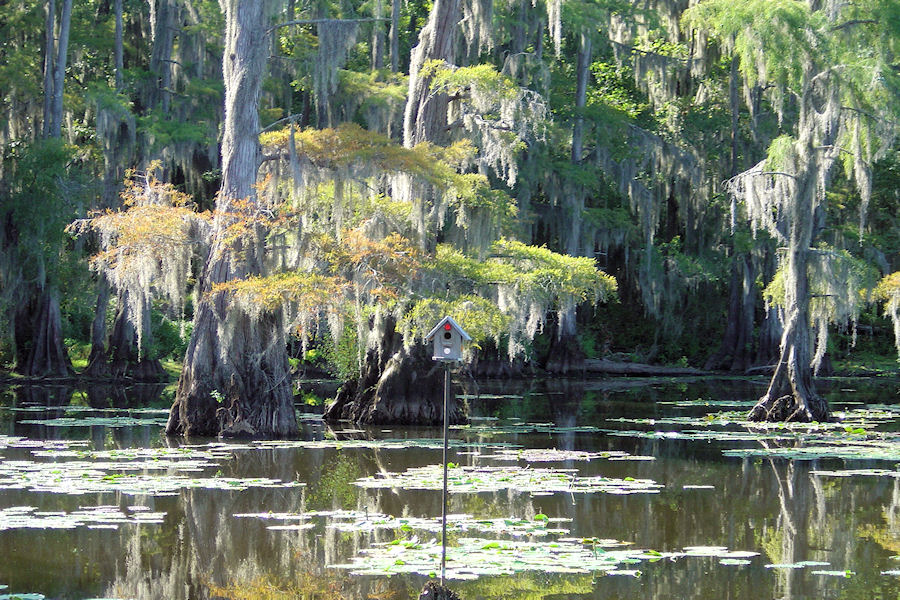Accommodation for birds abound on  Big Cypress Bayou