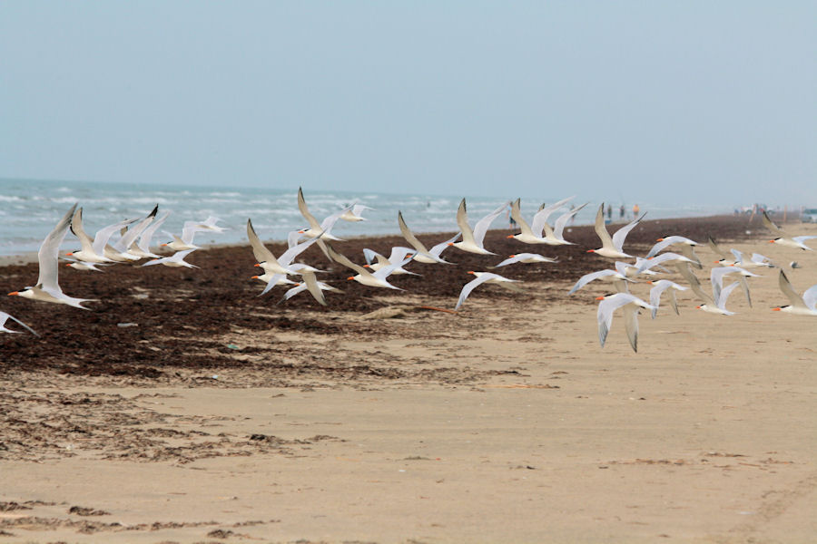 Gulls on Galveston Beach