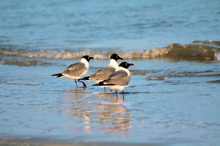 Three sea gulls standing vigil over their 
              domain, the Texas Gulf coast