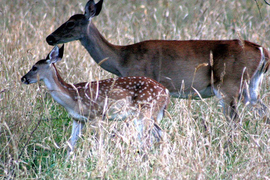 Deer in the park