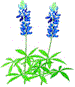 Bluebonnet