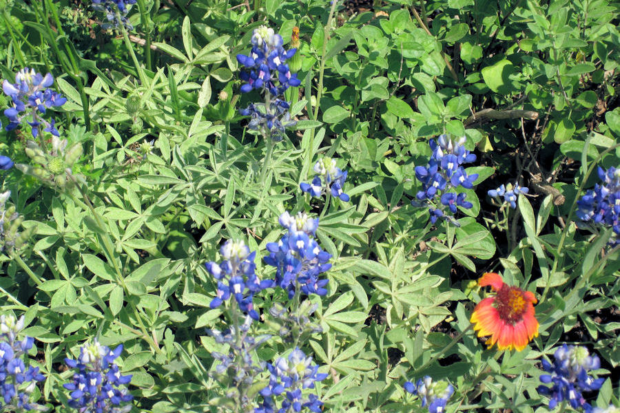 Wild Flowers at the Capitol of Texas Park