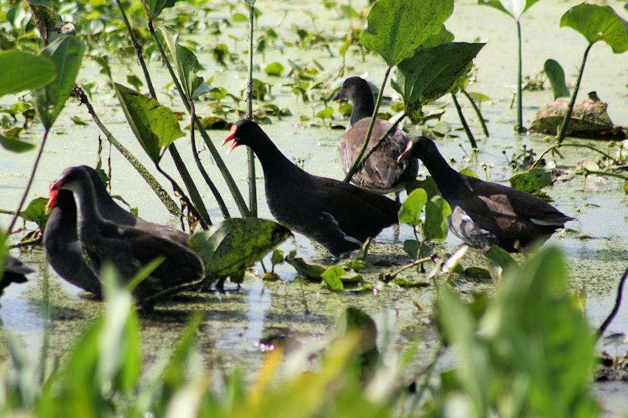 Common Moorhens - just one of the many bird species in the park.