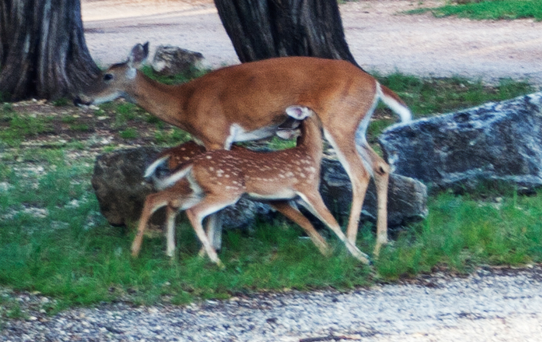 White Tail Deer with two fawns